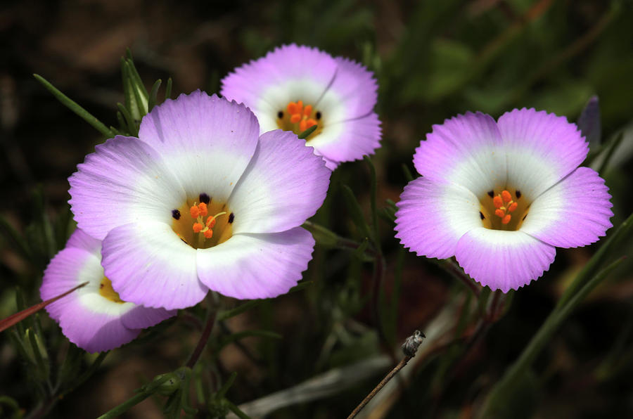 Wildflowers Photograph - Fringed Linanthus  #1 by Robin Street-Morris