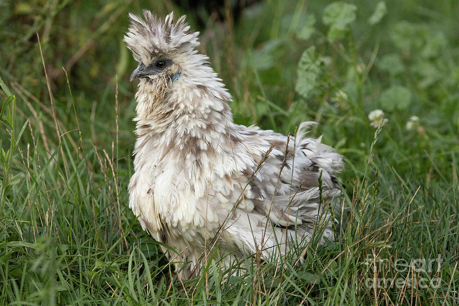 Frizzle Silkie Hen Series 2 Photograph by Jeannette Hunt