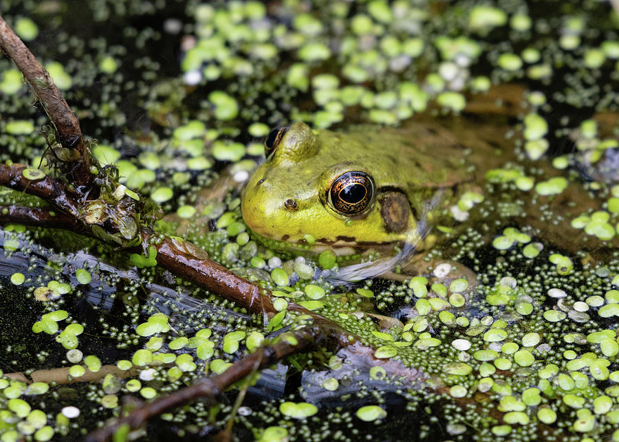 Frog Photograph by Mark Hammerstein - Fine Art America