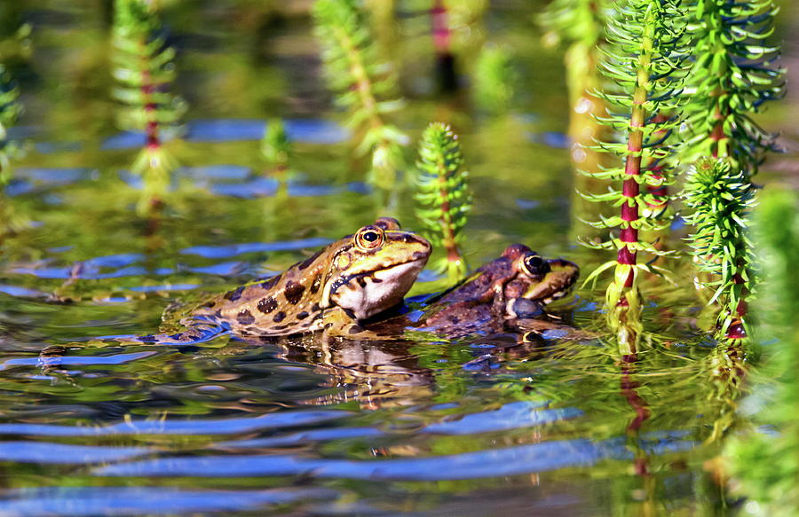 Frog mating in a pond #1 Photograph by Elenarts - Elena Duvernay photo