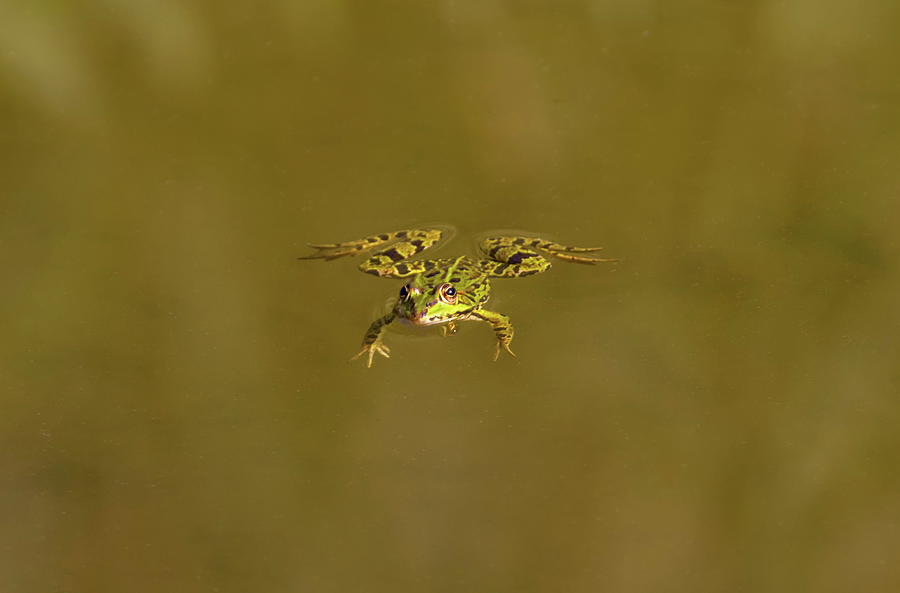 Frog swimming alone #1 Photograph by Elenarts - Elena Duvernay photo