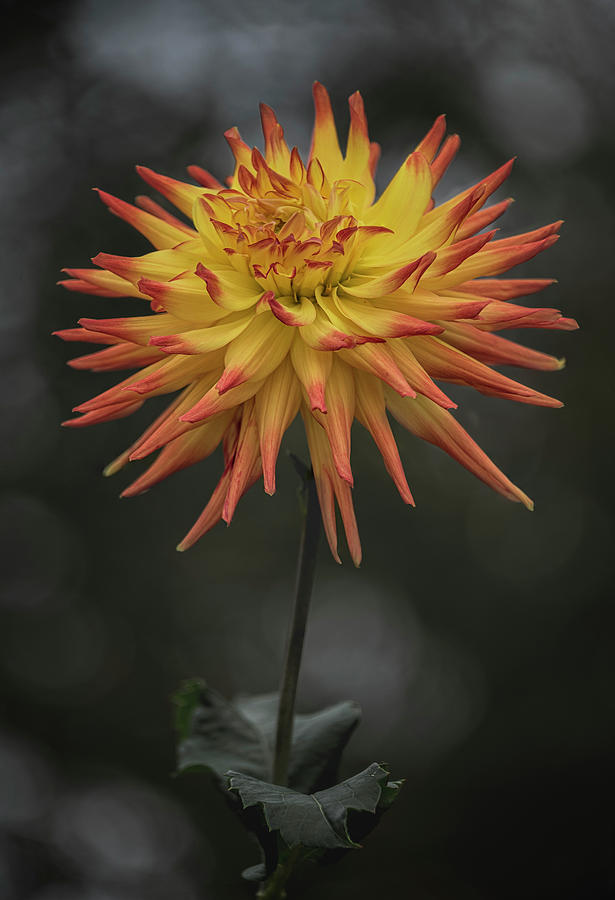 Flower Photograph - From The Garden 3 #1 by Robert Fawcett