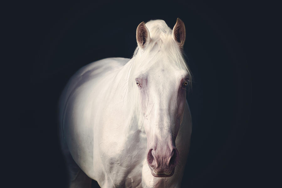 From the shadows - Horse Art Photograph by Lisa Saint