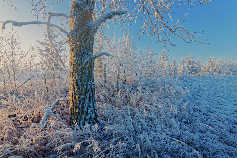 Frost, Frost and More Frost #2 Photograph by Dan Jurak