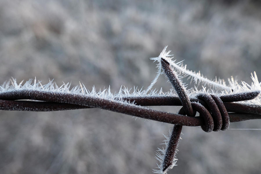 Frost Photograph - Frost On Barbed Wire by Karen Rispin