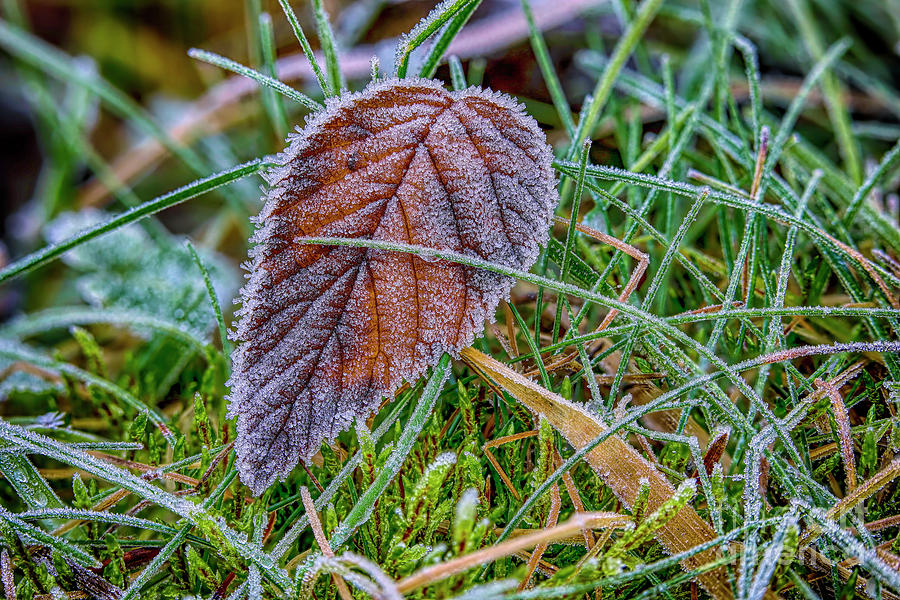 Fall Photograph - Frost #1 by Veikko Suikkanen