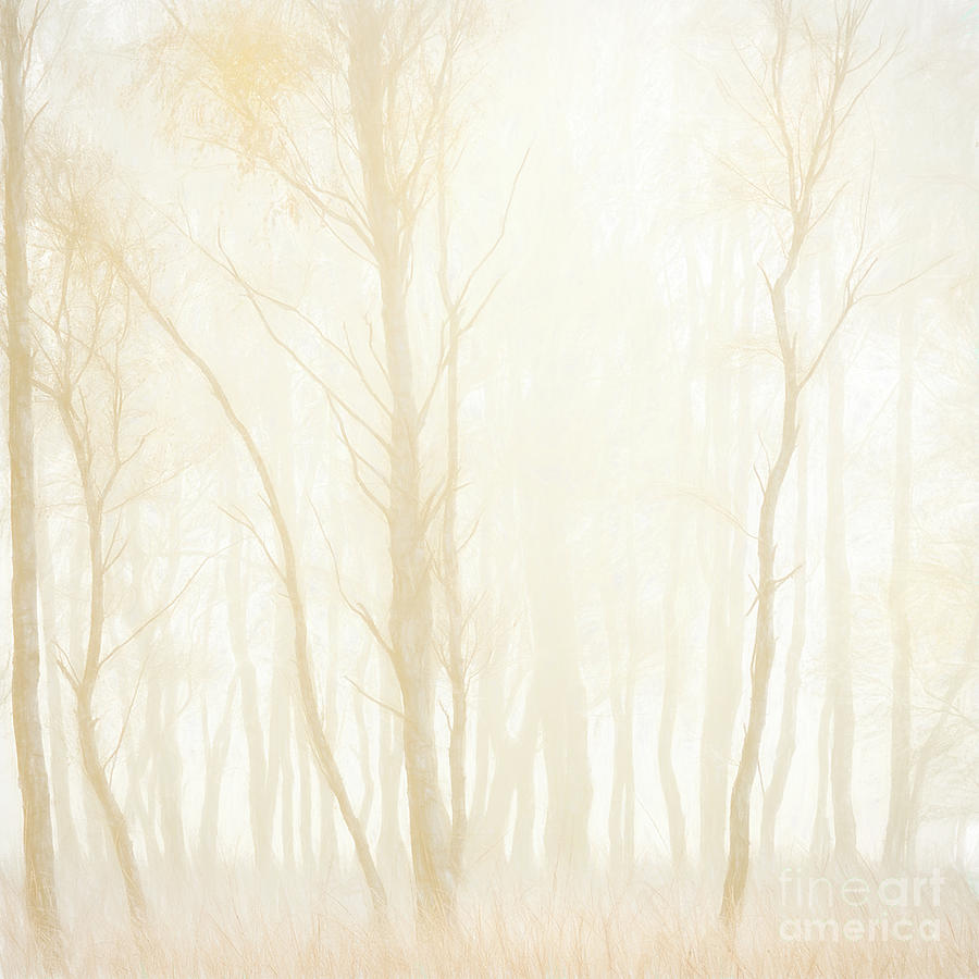 Tree Photograph - Frosted Birches #1 by Janet Burdon