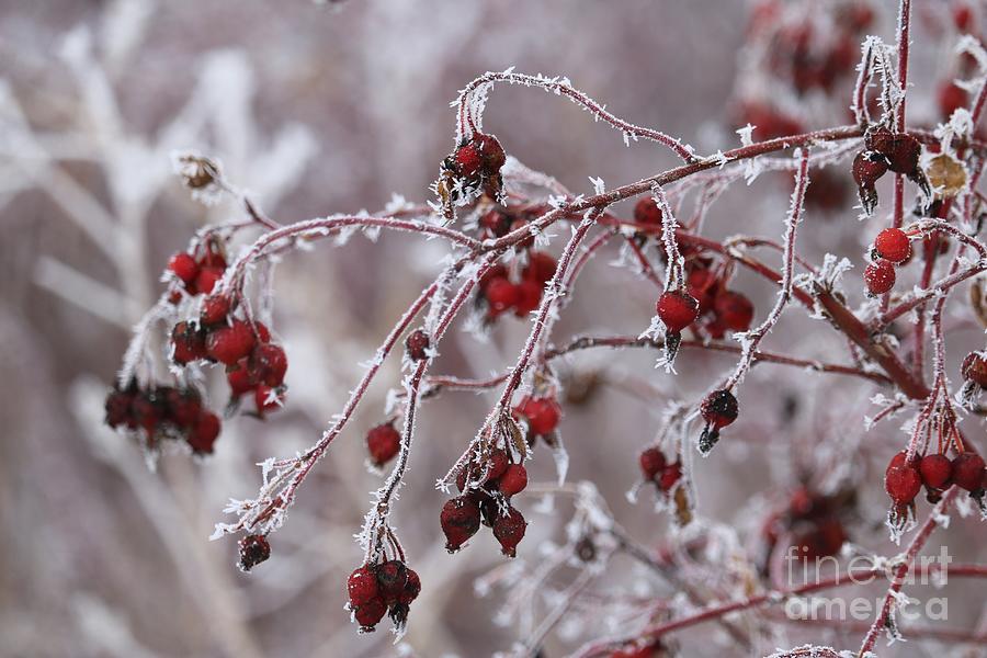 Frosted Red Berries #1 Photograph by Carol Groenen
