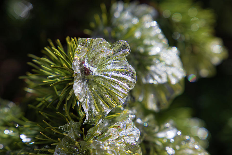 Frosted Tips Photograph by David Beard Fine Art America