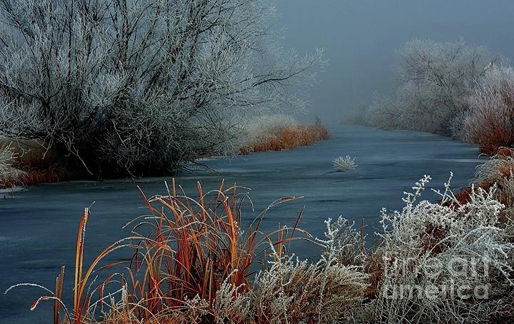Tree Photograph - Frosty Canal #1 by Janna Saltmarsh