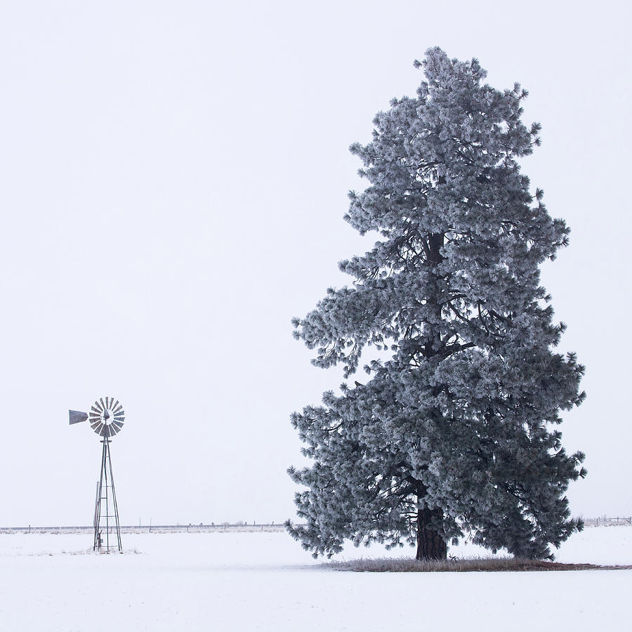 Frosty Pine and Windmill #2 Photograph by Mike Lee