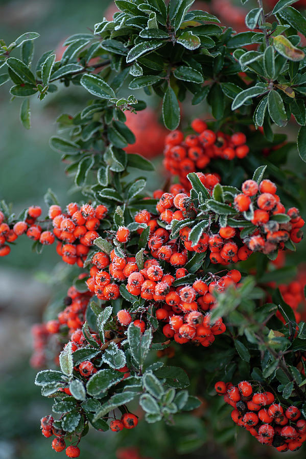 Frosty Red Berries of Firethorn #1 Photograph by Jenny Rainbow