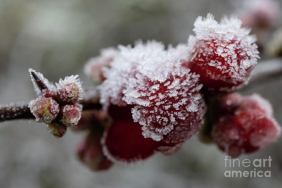 Frozen #2 Photograph by Eva Lechner