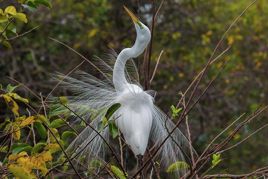 Full Display #1 Photograph by Lonnie Wooten - Fine Art America