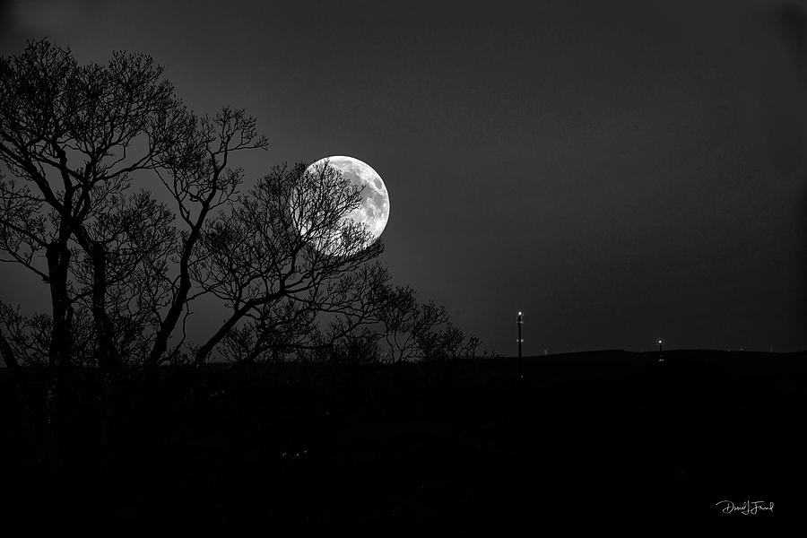 Full moon behind trees #1 Photograph by Dan Friend
