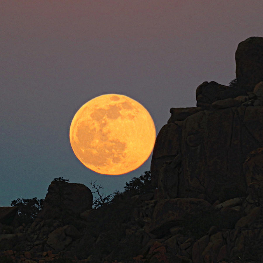 Full Wolf Moon #1 Photograph by Perry Hoffman