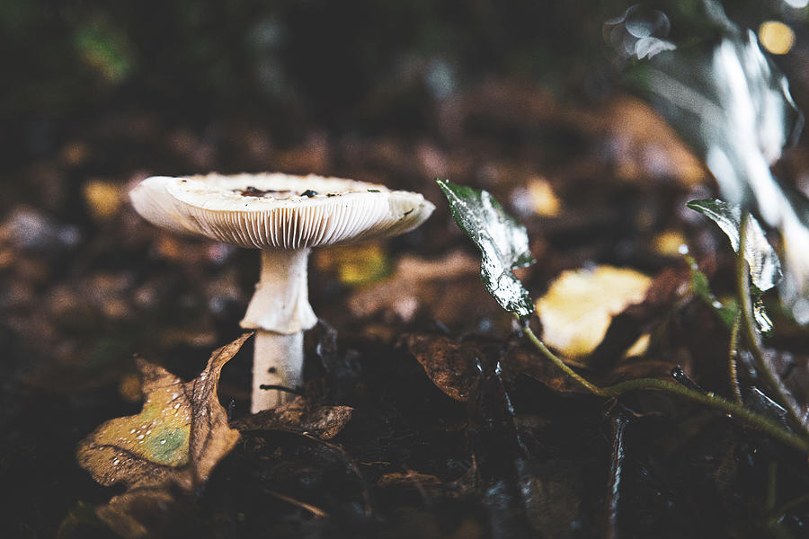 Fungi Photograph by Martin Newman | Fine Art America