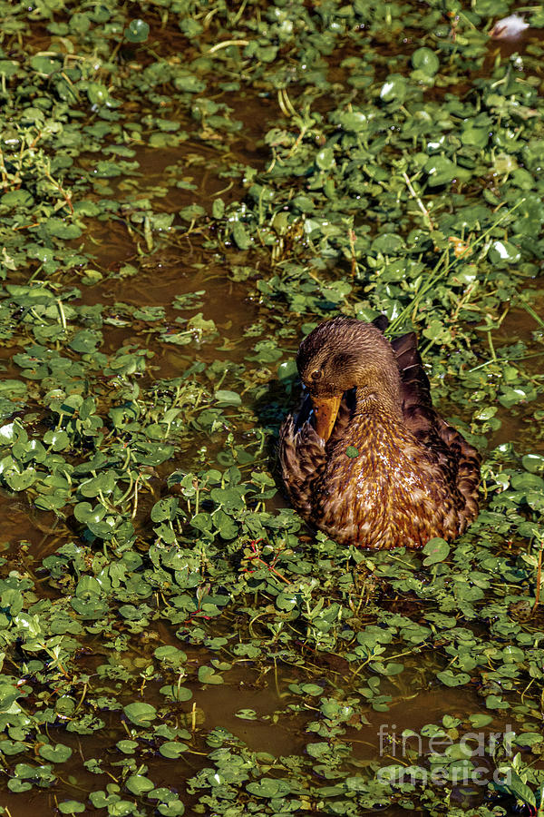 Gadwall #1 Photograph by Thomas Marchessault