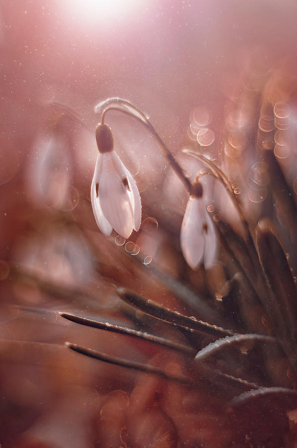 Galanthus- Snowdrop Photograph