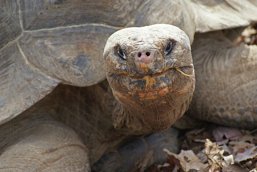 Galapagos Giant Turtle Photograph by Jean Haynes - Fine Art America