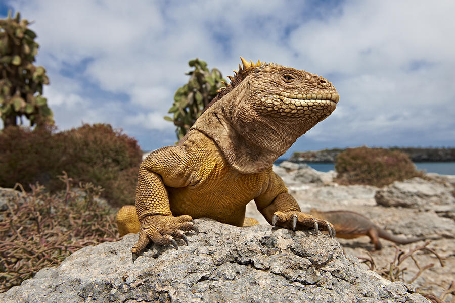 Galapagos Land Iguana, Conolophus subcristatus #1 Photograph by Juergen Ritterbach