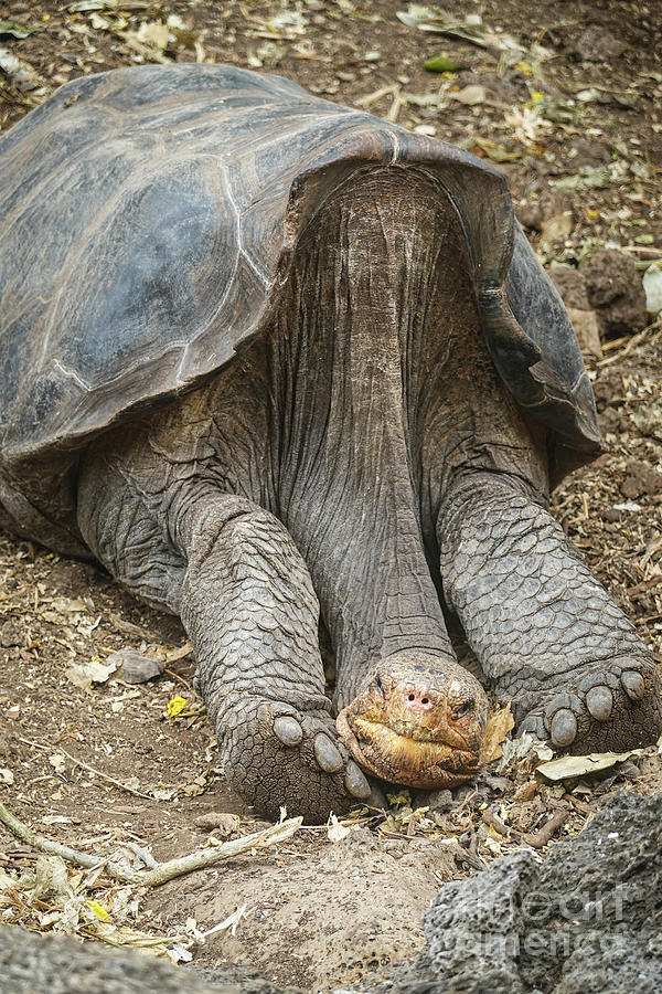 Galapagos turtle in the Galapagos island, Ecuador Photograph by Didier ...