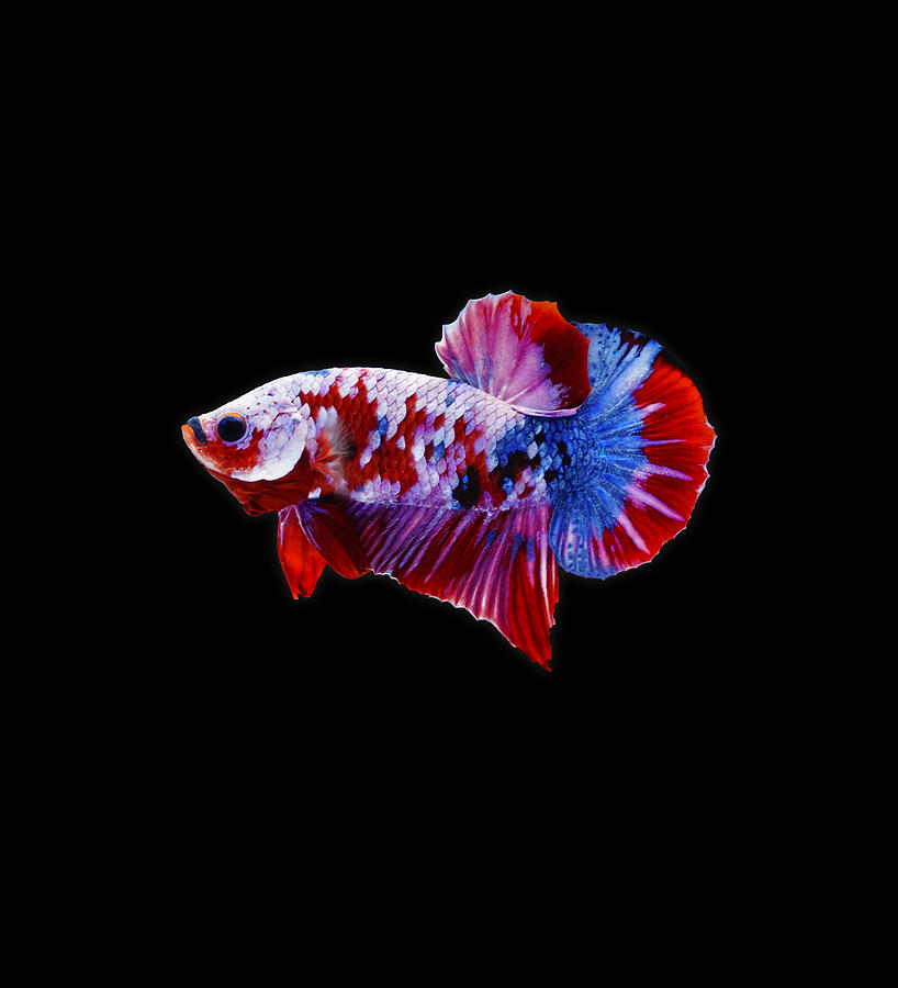 Galaxy Koi Betta Fish Photograph by Sambel Pedes