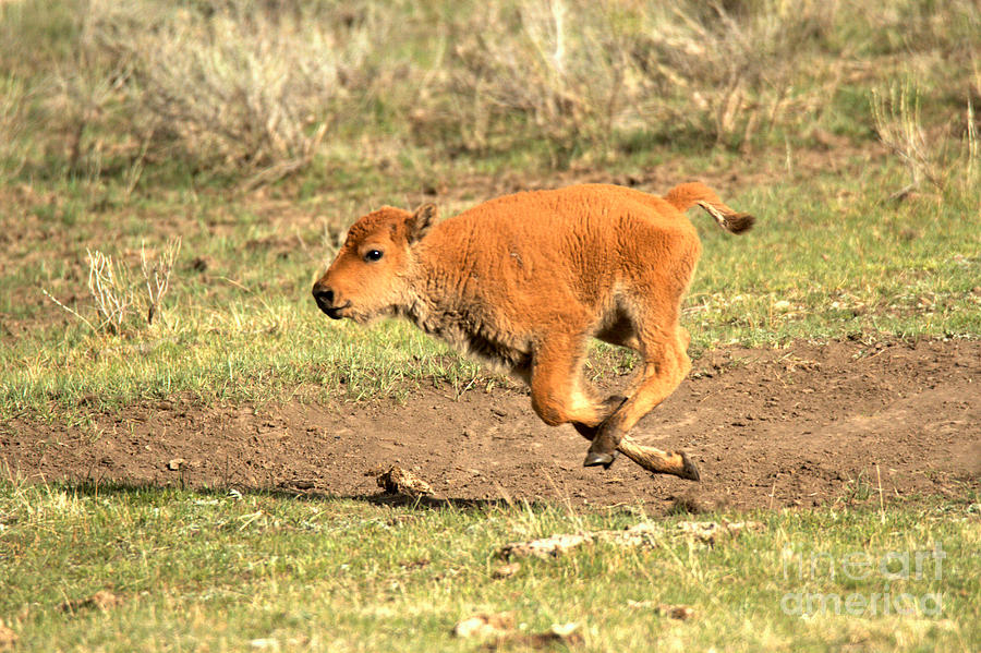 Galloping Yellowstone Red Dog Photograph by Adam Jewell