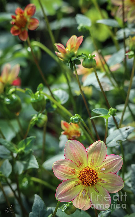 Flower Photograph - Garden Dahlia #1 by D Lee