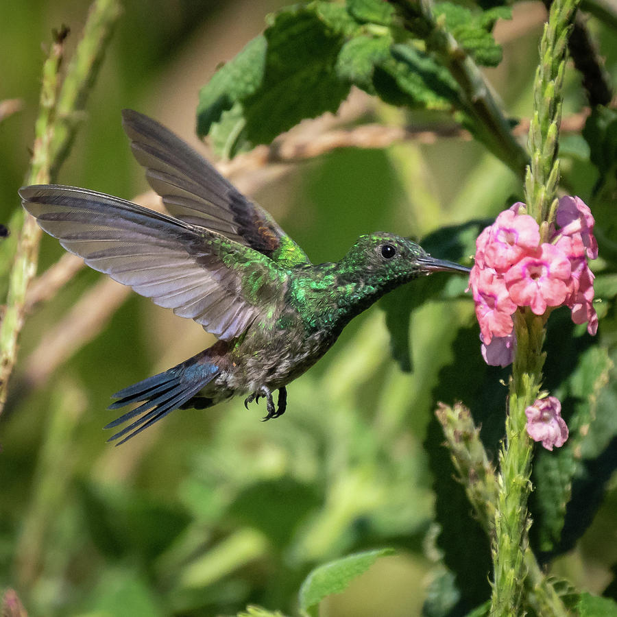 Garden Emerald Hummingbird Photograph by Kenneth Thomas - Fine Art America