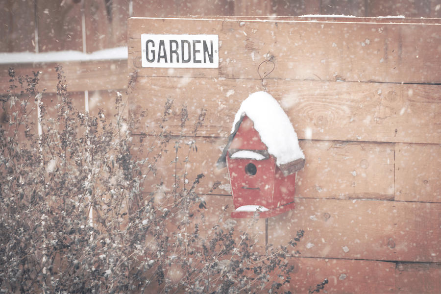 Garden in Winter #1 Photograph by Allin Sorenson