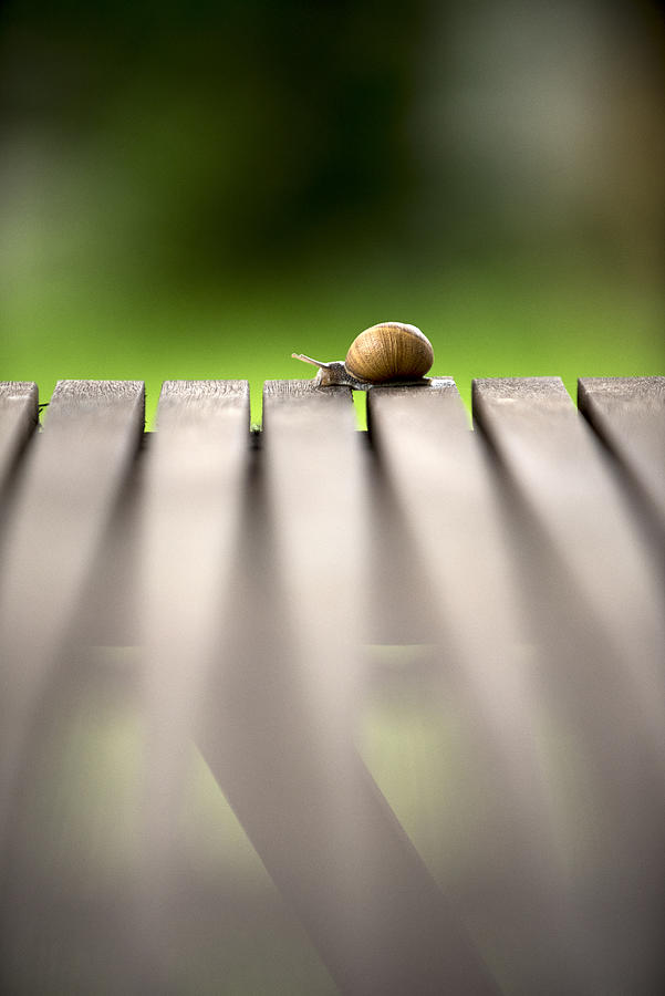 Garden snail crawling on table #1 Photograph by Carmen Martínez Torrón
