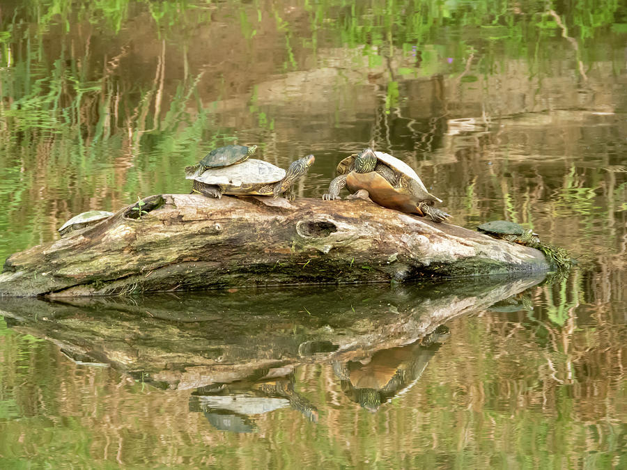 Gathering Of The Turtles Photograph