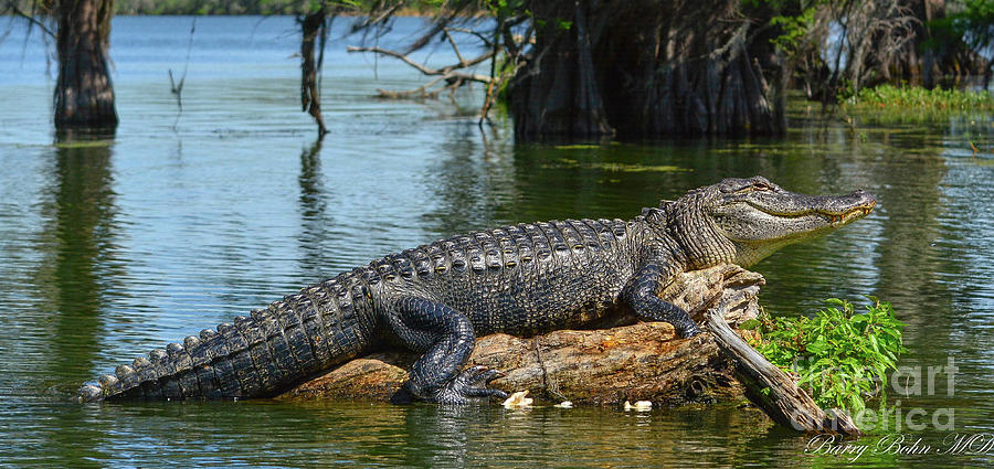 Gator at rest #1 Photograph by Barry Bohn