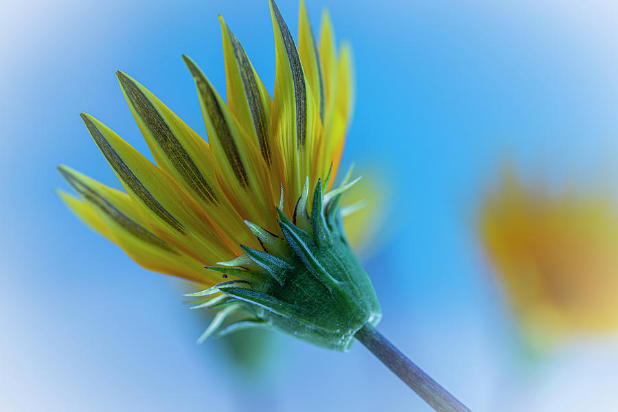 Gazanias flower #1 Photograph by Donald Pash