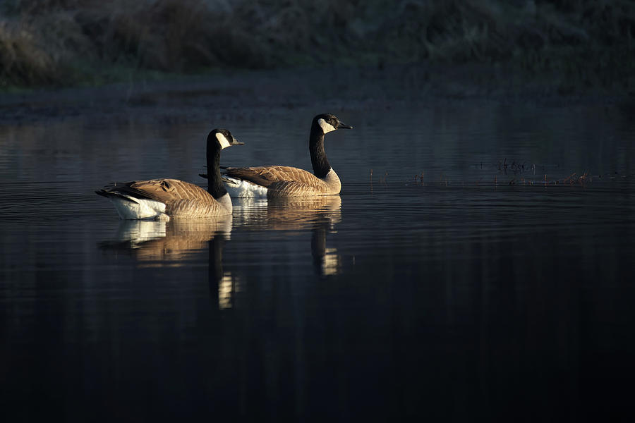 Geese #1 Photograph by Brook Burling