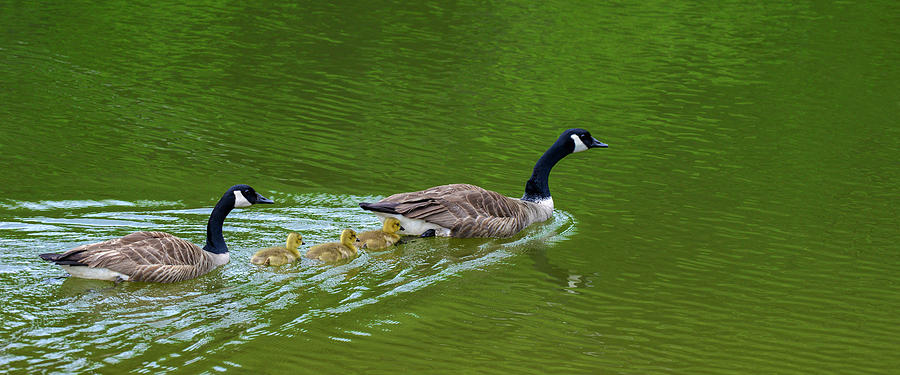 Geese Family  #1 Photograph by Billy Grimes