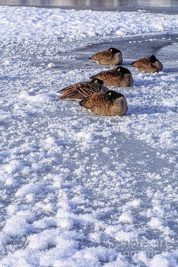 Geese on Ice #1 Photograph by Michael Wheatley