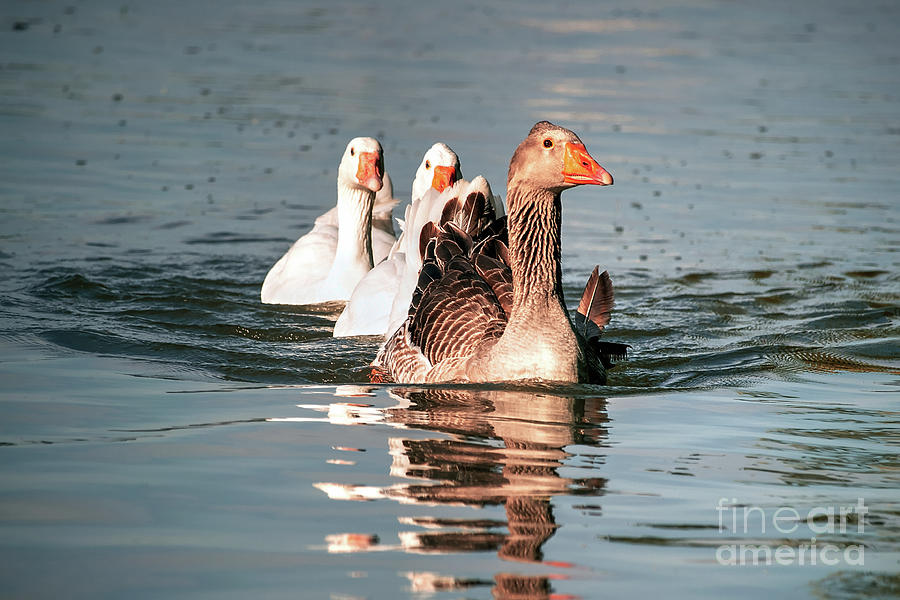 Geese Swimming In A Line Photograph