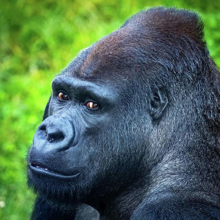 Silverback Gorilla-Gentle Giant Throw Pillow