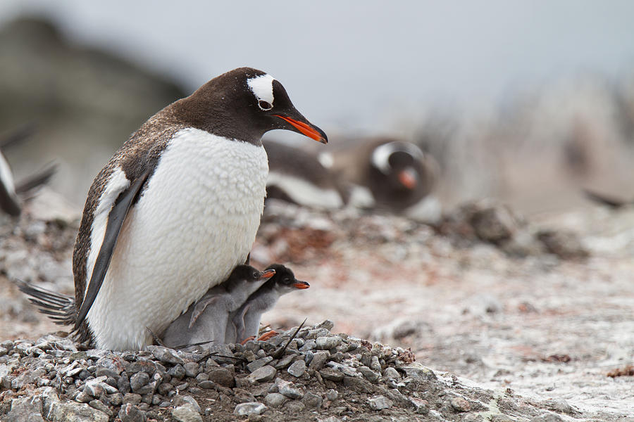 Gentoo Penguin Antarctica #1 Photograph by David Merron Photography