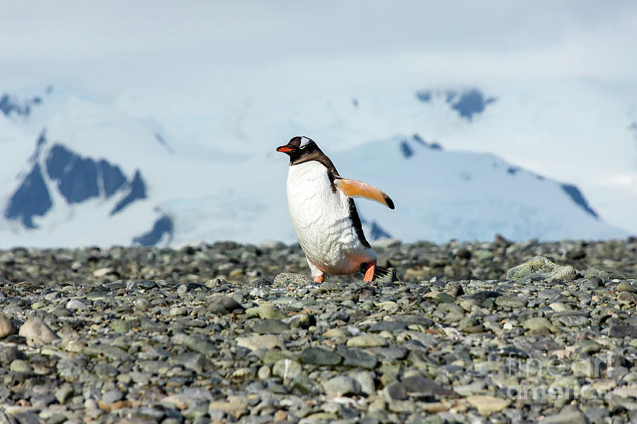 Gentoo Penguin #1 Photograph by Tom Watkins PVminer pixs