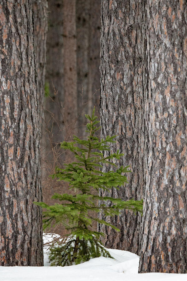 George Washington Pines #1 Photograph by Joe Kopp