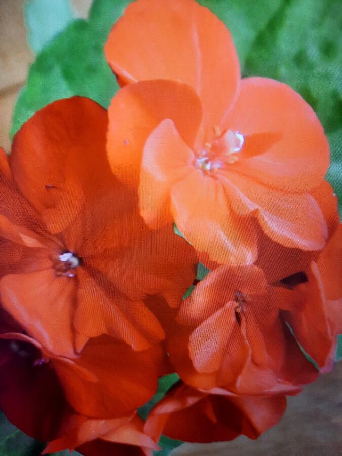 Flower Photograph - Geranium  #1 by Odilon Talbot