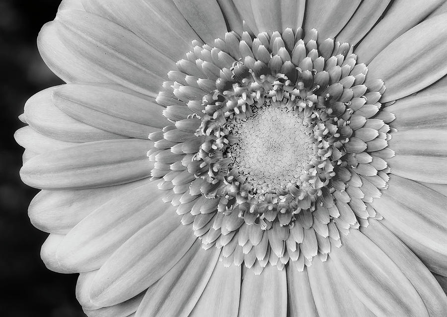 Gerbera Daisy Flower BW #1 Photograph by Susan Candelario