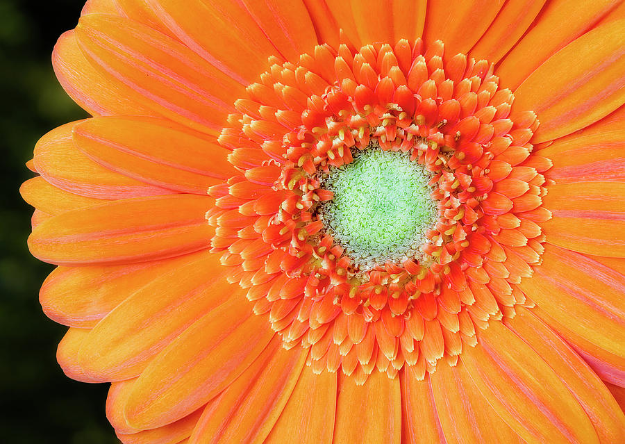 Gerbera Daisy Flower #1 Photograph by Susan Candelario