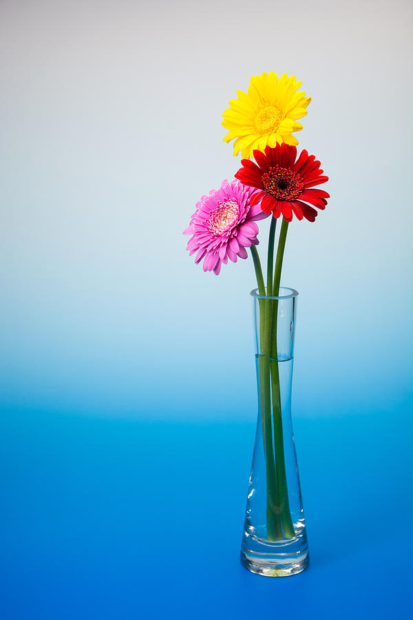 Gerbera flower #1 Photograph by Tomophotography