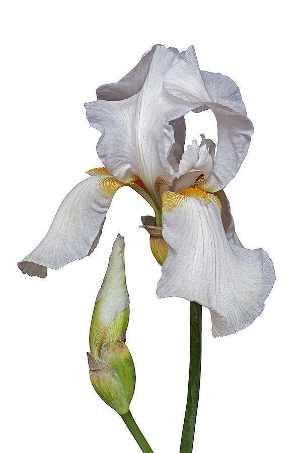 German iris flower #1 Photograph by Nickkurzenko