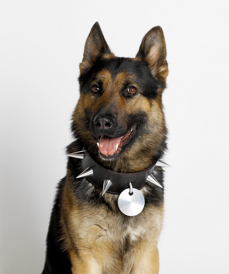 German Shepherd with spike stud collar #1 Photograph by Simon Murrell German Shepherd with spike stud collar #1 Photograph by Simon Murrell
