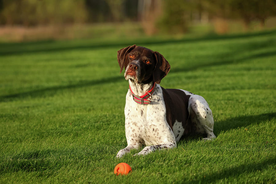 German Shorthaired Pointer Photograph by Brook Burling